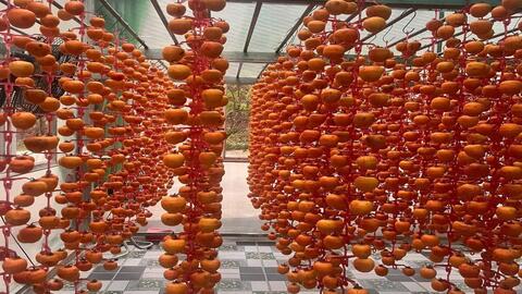 KẾT QUẢ NGHIÊN CỨU GIẢI PHÁP KỸ THUẬT XỬ LÝ, CHẾ BIẾN VÀ BẢO QUẢN SẢN PHẨM HỒNG VÀNH KHUYÊN TREO GIÓ TẠI LẠNG SƠN