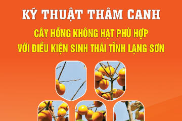 Kỹ thuật thâm canh cây hồng không hạt phù hợp với điều kiện sinh thái tỉnh Lạng Sơn