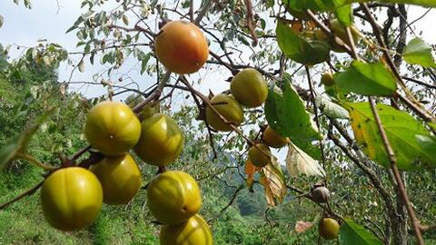 Nghiên cứu điểu chỉnh mở rộng khu vực địa lý “Bảo Lâm” cho quả hồng không hạt Bảo Lâm của huyện Cao Lộc, tỉnh Lạng Sơn