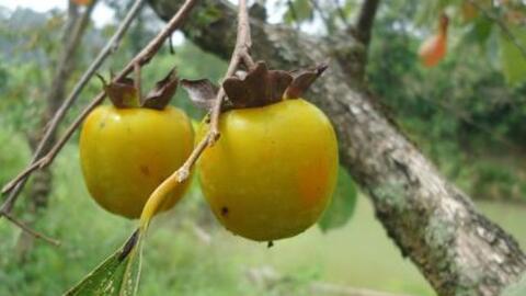Giải pháp phát triển chuỗi giá trị quả hồng không hạt Bảo Lâm của huyện Cao Lộc, tỉnh Lạng Sơn