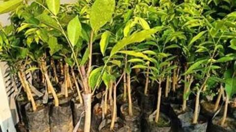 V/v tăng cường công tác quản lý, tuyên truyền việc trồng các loại cây nhập lậu, không rõ nguồn gốc