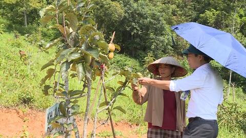 Kiểm tra tiến độ thực hiện đề tài “Nghiên cứu thử nghiệm một số giống hồng giòn tại tỉnh Lạng Sơn”