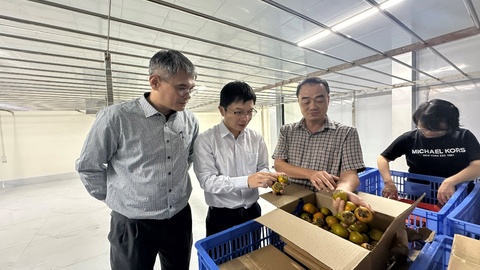 Ứng dụng khoa học và công nghệ nghiên cứu quy trình khử chát và bảo quản quả hồng không hạt Lạng Sơn