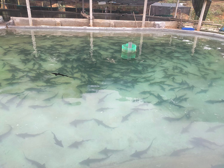 Thanh Hoá: Nhân rộng mô hình nuôi cá tầm ở Xuân Sơn – Tạp chí Thủy sản Việt  Nam